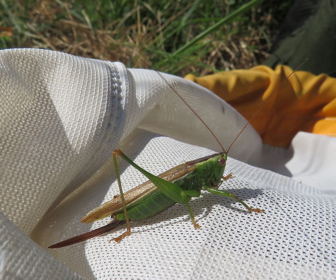  Female Long-winged Conehead